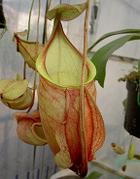 Nepenthes globosa 3